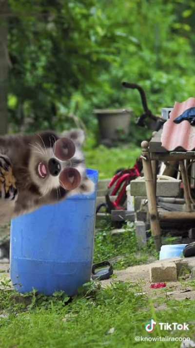 Raccoon explains fire alarms