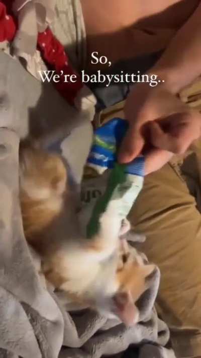 Orange cat behavior