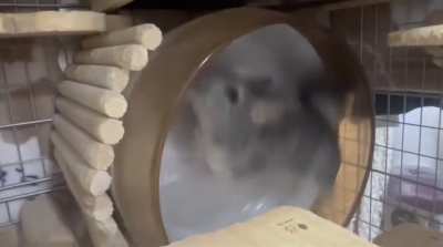 931
