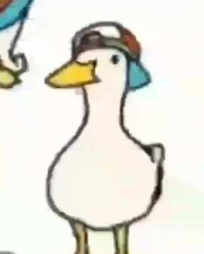 Duck