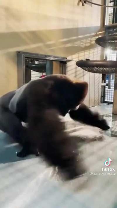 Zola showing off his famous dance moves