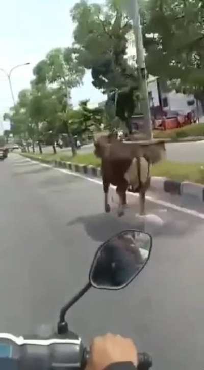 cowboy in 2022