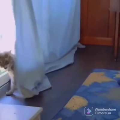 Curtain! How dare you!