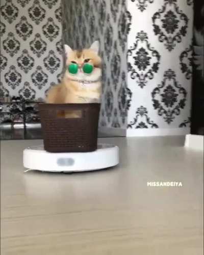 I need a cat + a roomba in my life