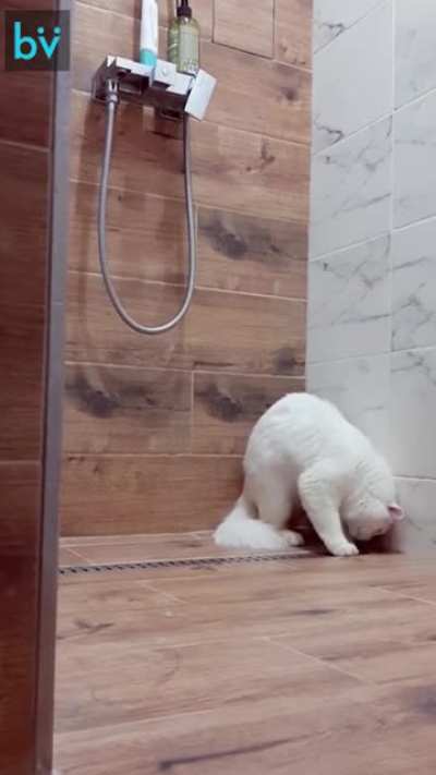 Любой кот в 4 утра