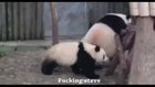 Steve messes with the wrong panda