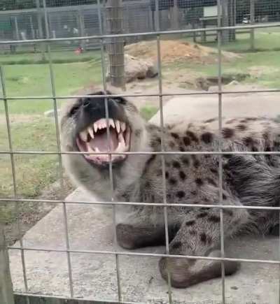 Scarlett the hyena says hello