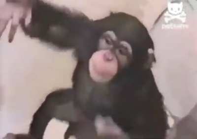Quiero un mono