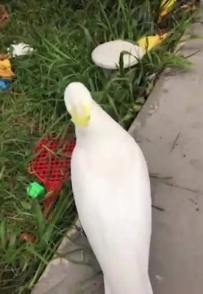 Bird got grabbed