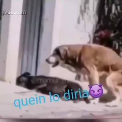 Oigan todos, puse la canción miada