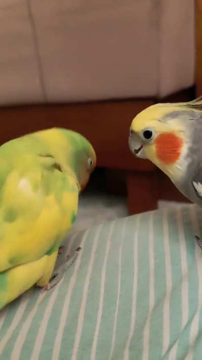 Nom nom nom