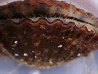 Yeah, fuck everything about that. (scallop)