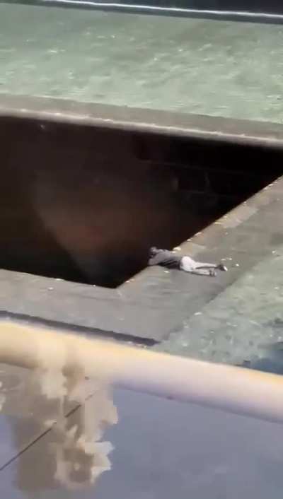 Man jumps headfirst into a reflecting pool at 9/11 Memorial in front of a horrified crowd.