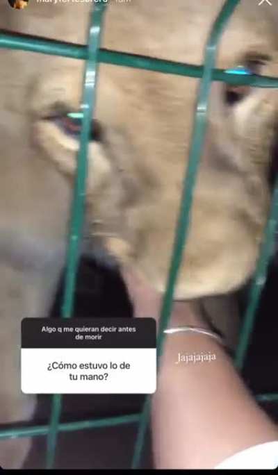 WCGW Putting your hand inside a lion cage -NSFW