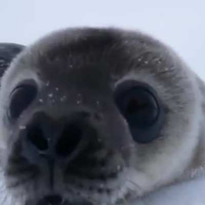Baby seal checks out wildlife photographer