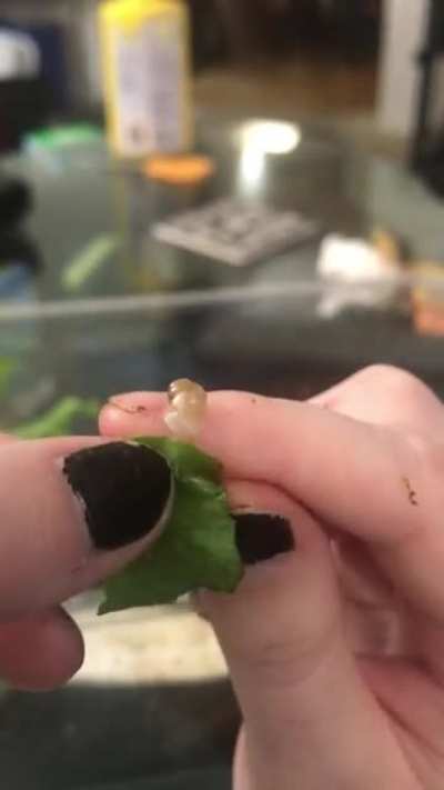 Tiny Snaby