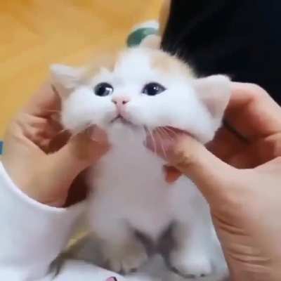 Meowssage...