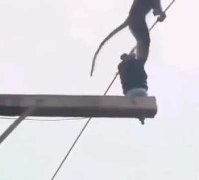 Spider-Monke NOO!!