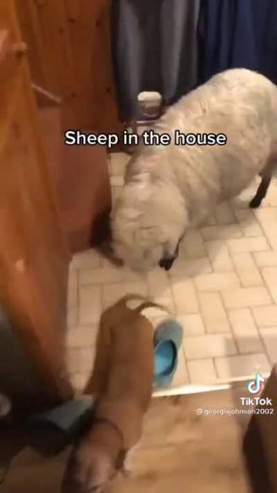 I have seen dog but most this