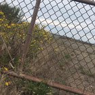 I found this bird with his toe stuck in the fence. I have no idea how long he was there. I am so glad he was so chill and let me help. Port Angeles Washington
