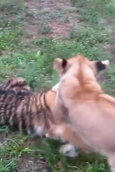 Baby Lion & Baby Tiger playing