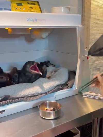 This is how orphaned ravens are fed to keep them wild before release