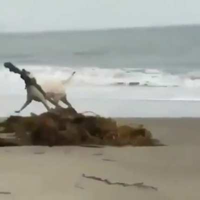 He found a stick