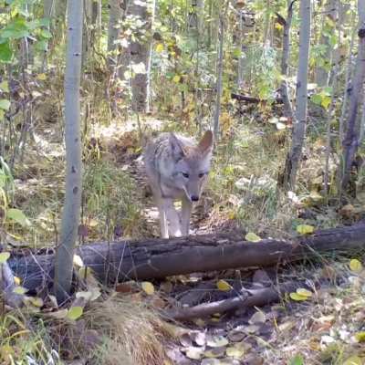 Coyotes and Badgers like to go hunting together.