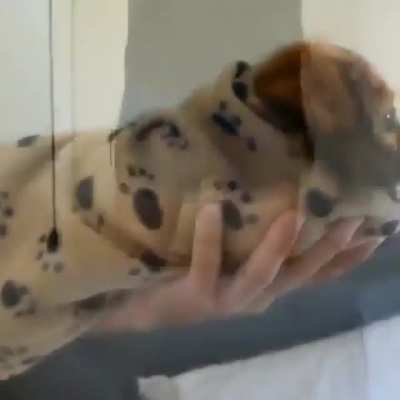 Pupperito