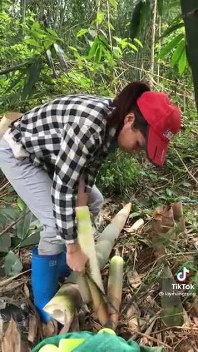 Harvesting bamboo