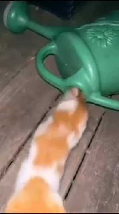 🐱