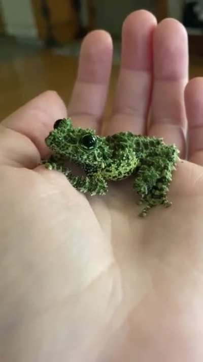 My mossy frog Mo! Her eyes are so insanely adorable