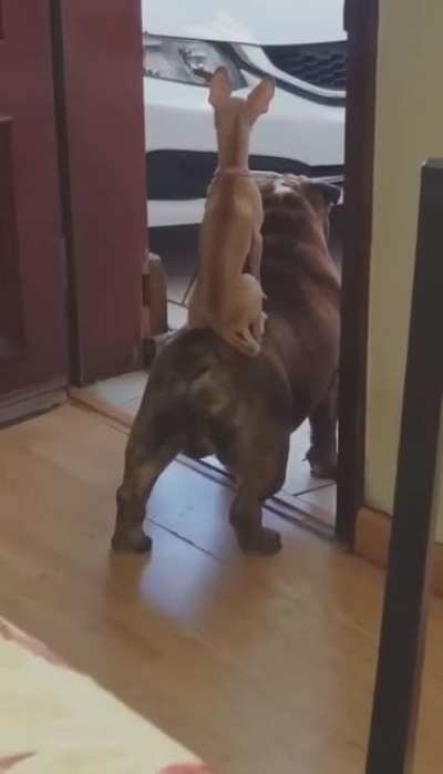 I got your back