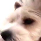 His reaction when he suddenly hears his owner cough.