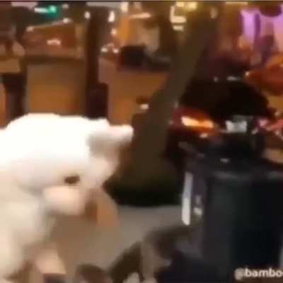 furry gone wild