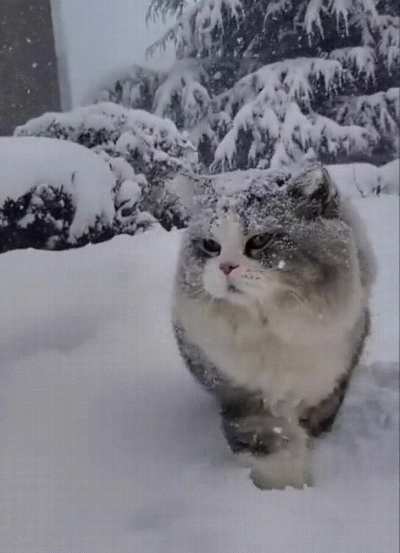 Majestic Cat