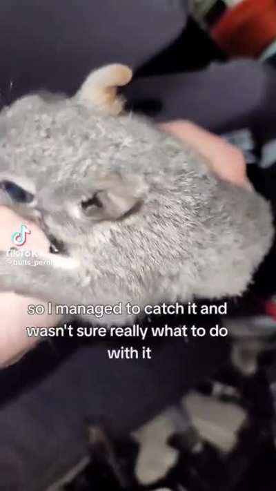 Squirrel