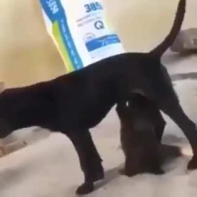NOOO