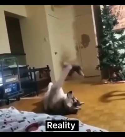 For a derp/husky crossover!
