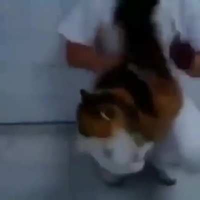 Gordon cat
