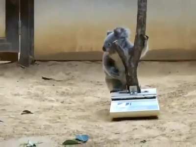 If you are having a bad day, watch this koala being weighed