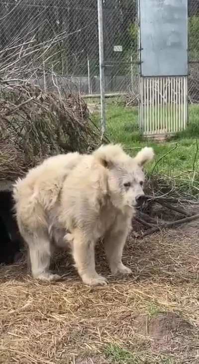 Mr. Bear Waking Up!