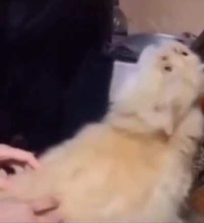 Racist cat !1!11!!😡