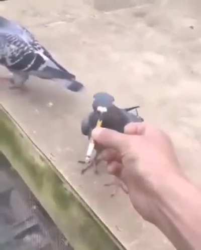 Apenas POMBOS