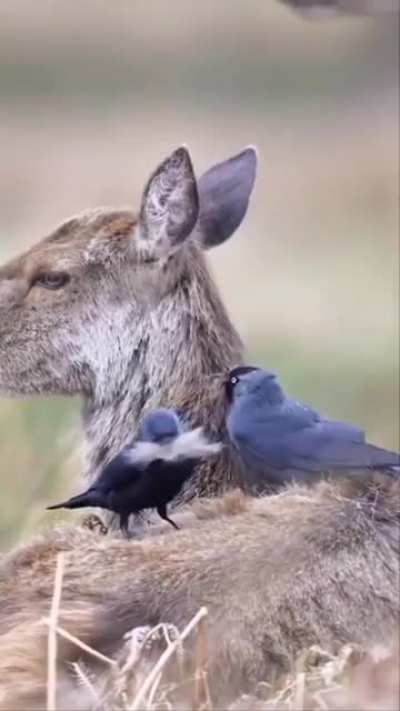 🔥 Birds get insulative fiber for new nests in spring and Deer gets grooming that helps shed its winter coat, win-win
