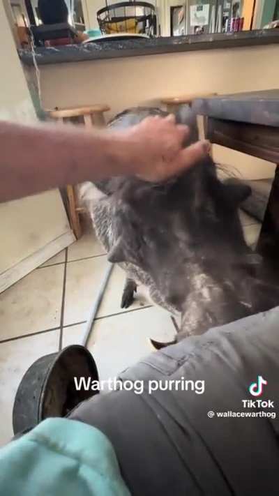 Losercity House cat