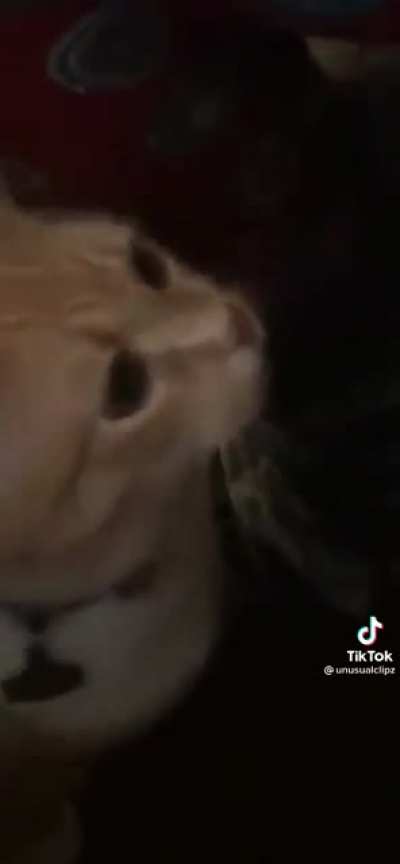 Cat scream