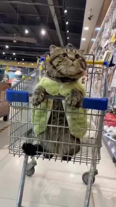 Cuddly kitty