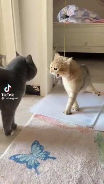 cat.exe has stopped working
