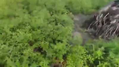 alligator freakout